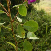 Grona heterocarpa var. heterocarpa (L.) H.Ohashi & K.Ohashi